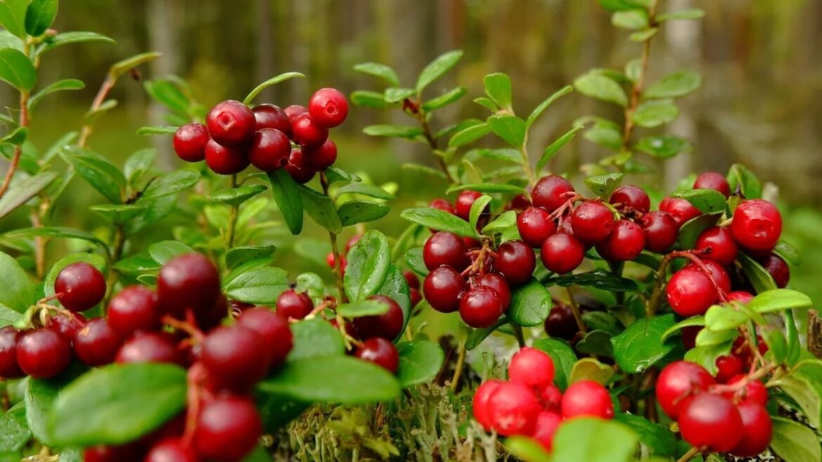 Cranberry: uma fruta repleta de benefícios para a saúde