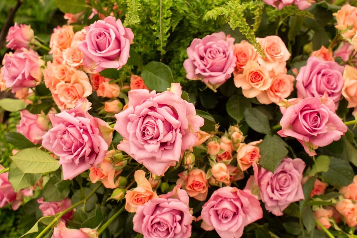 Festa de Flores e Morangos inicia nesta sexta